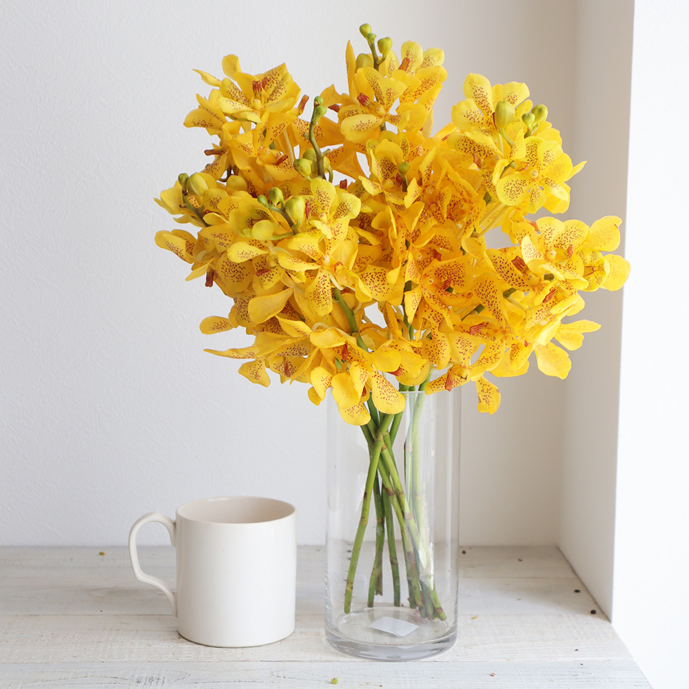 直前 モカラ サンセット イエロー 丸弁 ドット 生花 通販 はなどんやアソシエ 直前 モカラ サンセット イエロー 丸弁 ドット 生花 通販 はなどんやアソシエ