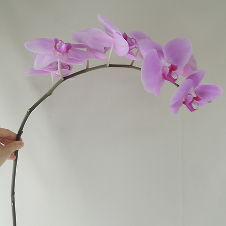 生花 切り花胡蝶蘭 ピンク 5 6輪つき 通販 はなどんやアソシエ 生花 切り花胡蝶蘭 ピンク 5 6輪つき 通販 はなどんやアソシエ