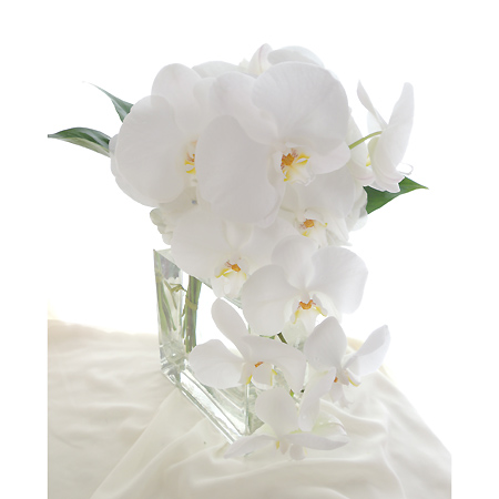 直前 切り花胡蝶蘭 白 リップ黄 5 6輪つき 生花 通販 はなどんやアソシエ 直前 切り花胡蝶蘭 白 リップ黄 5 6輪つき 生花 通販 はなどんやアソシエ