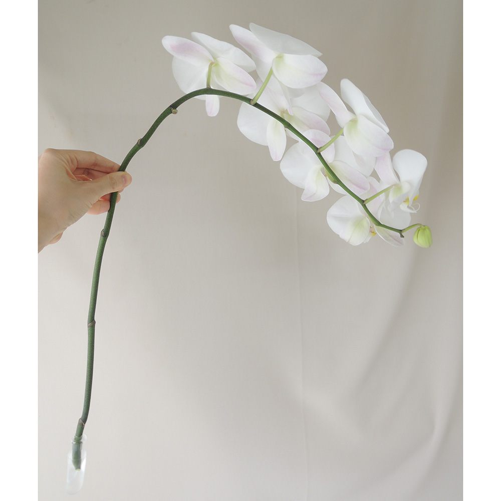 生花 切り花胡蝶蘭 白 リップ黄 5 6輪つき 通販 はなどんやアソシエ 生花 切り花胡蝶蘭 白 リップ黄 5 6輪つき 通販 はなどんやアソシエ