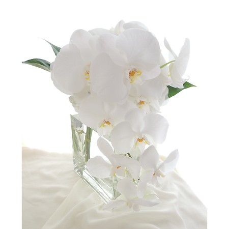 特注 大輪希望 生花 切り花胡蝶蘭 白 リップ黄 5 6輪つき Ot 通販 はなどんやアソシエ 特注 大輪希望 生花 切り花胡蝶蘭 白 リップ黄 5 6輪つき Ot 通販 はなどんやアソシエ