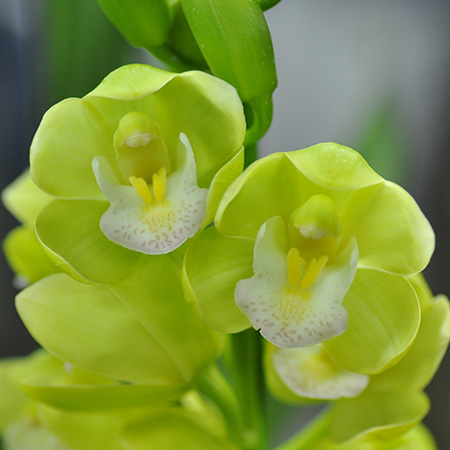 【生花】石田蘭園テーブルシンビ　夢たまご(クリアなグリーン)M(40〜50cm)　早締切-71