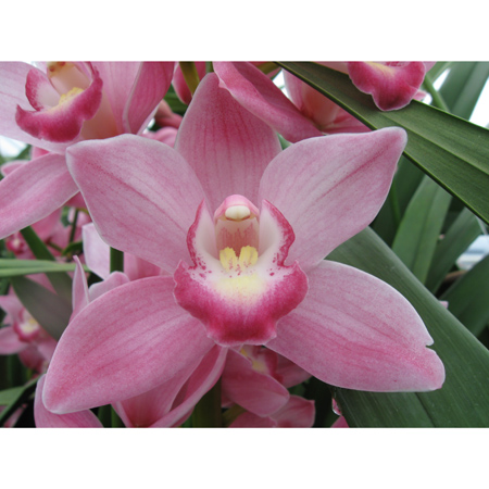 【08直前FJ】シンビジューム(ピンク系おまかせ)オリエンタルクイーンなど