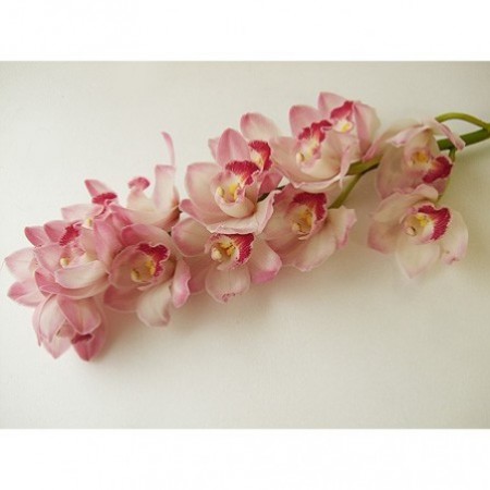 生花 シンピジューム ピンク系 今週のオトク - 花材通販
