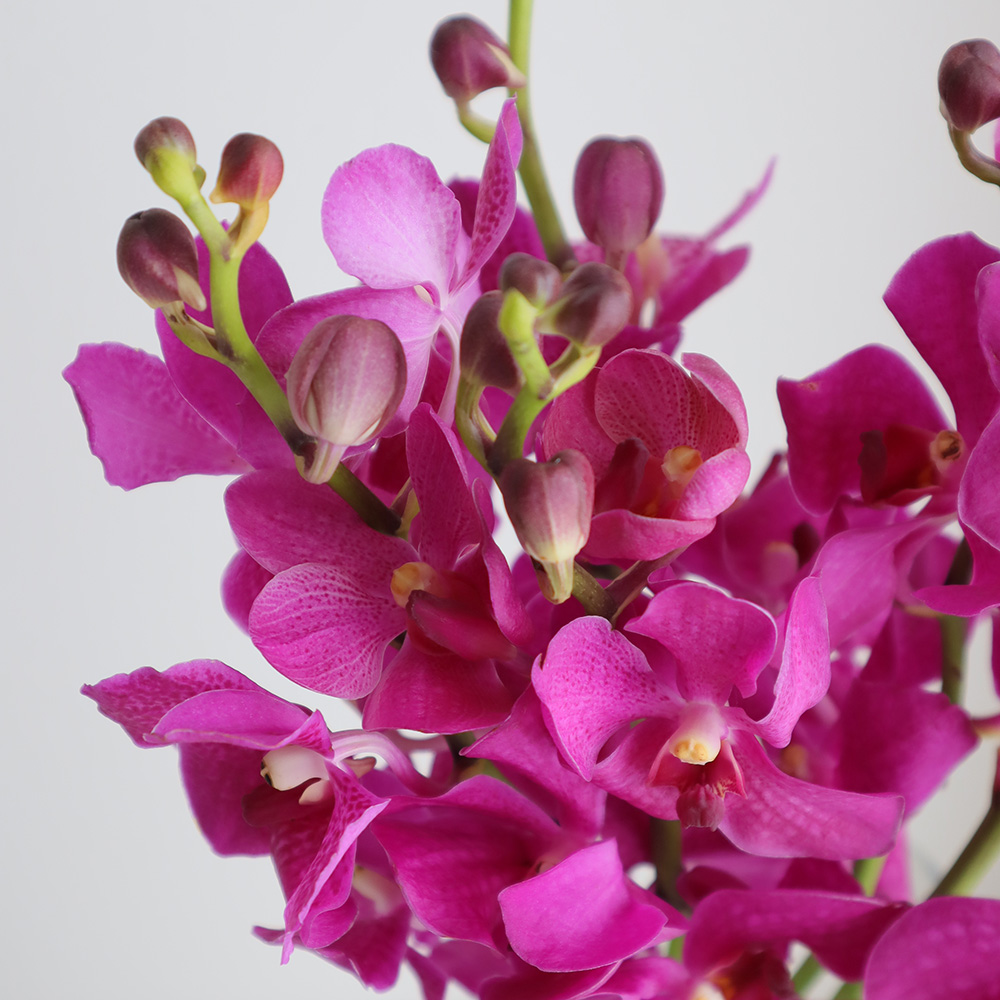 生花 モカラ ルアンサタデー 濃いピンク Ot 通販 はなどんやアソシエ 生花 モカラ ルアンサタデー 濃いピンク Ot 通販 はなどんやアソシエ