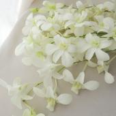 ※販売期間外※【生花】<50cm/ロング>　国産デンファレ（白） Jハワイなど 【早締切-74】沖縄