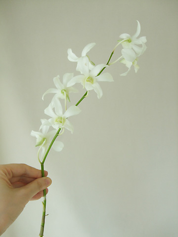 生花 国産デンファレ 白 30cm程度 品種おまかせ Jaおきなわ Ita 21 通販 はなどんやアソシエ 生花 国産デンファレ 白 30cm程度 品種おまかせ Jaおきなわ Ita 21 通販 はなどんやアソシエ