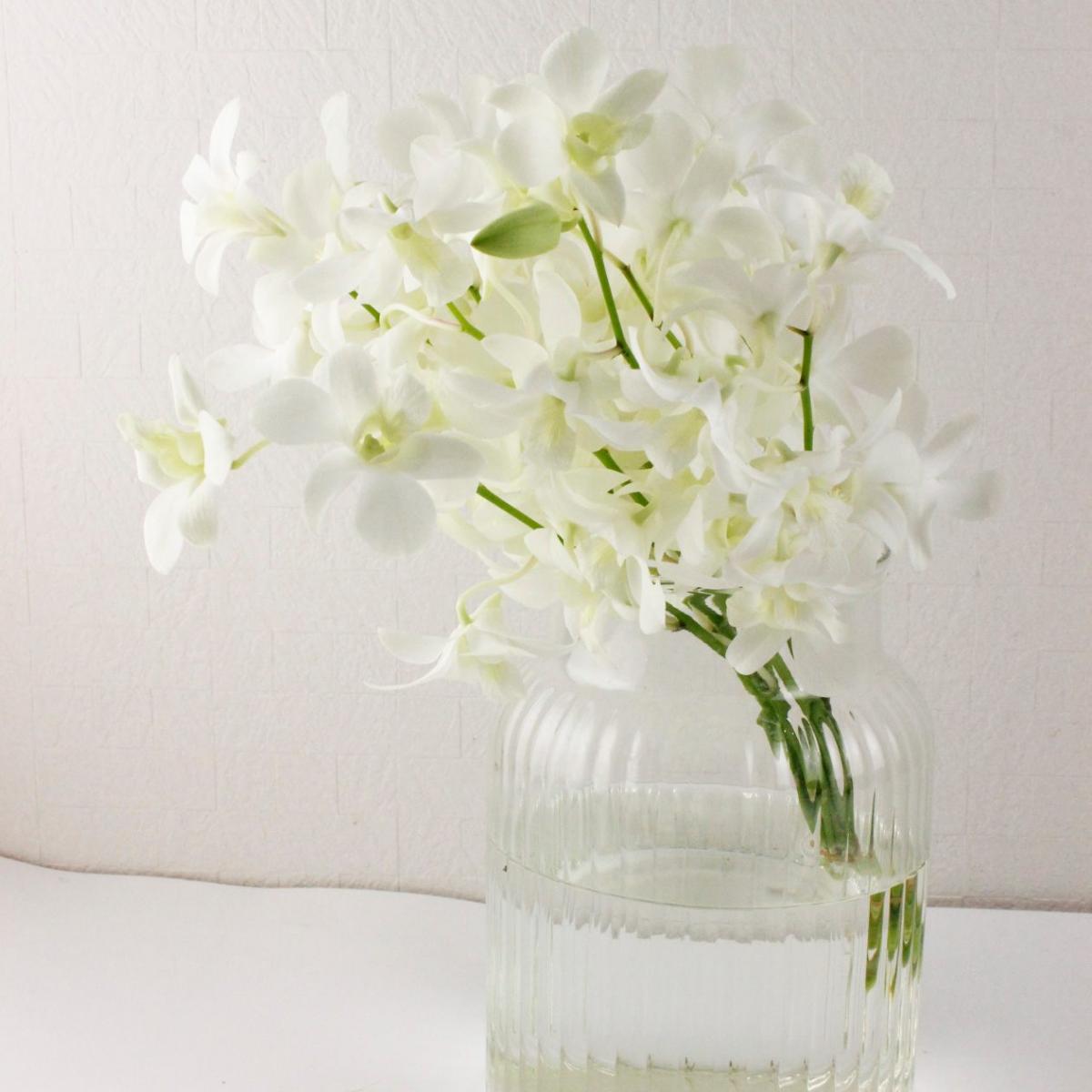 生花 国産デンファレ 白 30cm程度 品種おまかせ Jaおきなわ Ita 21 通販 はなどんやアソシエ 生花 国産デンファレ 白 30cm程度 品種おまかせ Jaおきなわ Ita 21 通販 はなどんやアソシエ