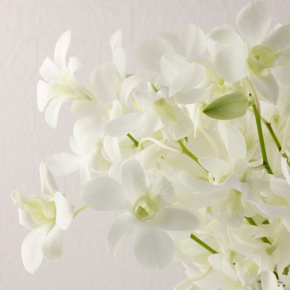 生花 国産デンファレ 白 30cm程度 品種おまかせ Jaおきなわ Ita 21 通販 はなどんやアソシエ 生花 国産デンファレ 白 30cm程度 品種おまかせ Jaおきなわ Ita 21 通販 はなどんやアソシエ