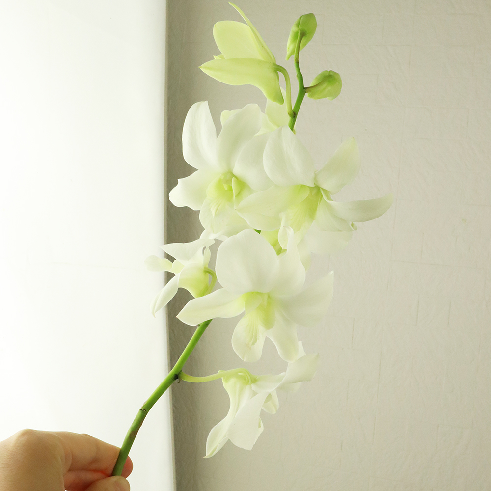 生花 国産デンファレ カサブランカ 白 通販 はなどんやアソシエ 生花 国産デンファレ カサブランカ 白 通販 はなどんやアソシエ