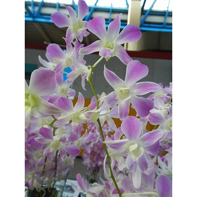 生花 国産デンファレ ピンク 30cm程度 品種おまかせ 濃淡選べません Jaおきなわ Ita 通販 はなどんやアソシエ