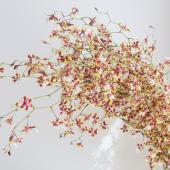 ※販売期間外※【08直前】輸入オンシジューム シャーリーベイビー60CM程度