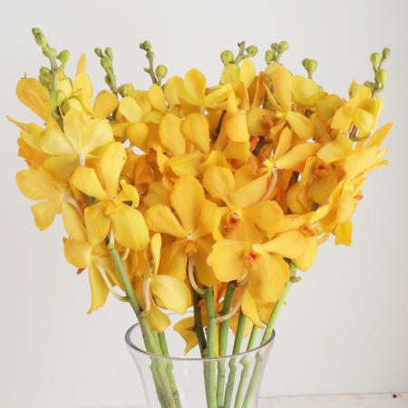 【生花】モカラ　ムーンライトイエロー(黄色丸弁ドットなし)【OT】