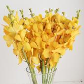 【生花】モカラ ムーンライトイエロー(黄色丸弁ドットなし)【OT】