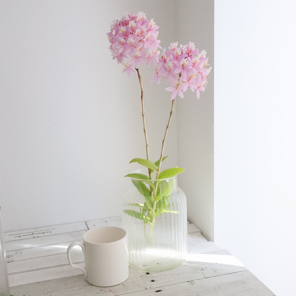 生花】エピデンドラム(淡いピンク)60〜70cm程度 ※入荷少 - 花材通販は