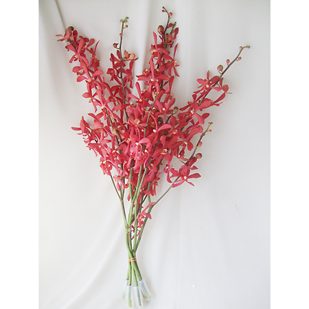 上アランダ 花 最高の花の画像 上アランダ 花 最高の花の画像