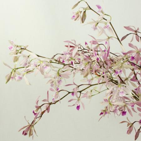 直前】オンシジューム エンシクリア Lサイズ 約50-60cm(ピンク