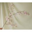【直前】オンシジューム　エンシクリア Lサイズ　約50-60cm(ピンク)【生花】