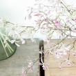 【直前】オンシジューム　エンシクリア Lサイズ　約50-60cm(ピンク)【生花】