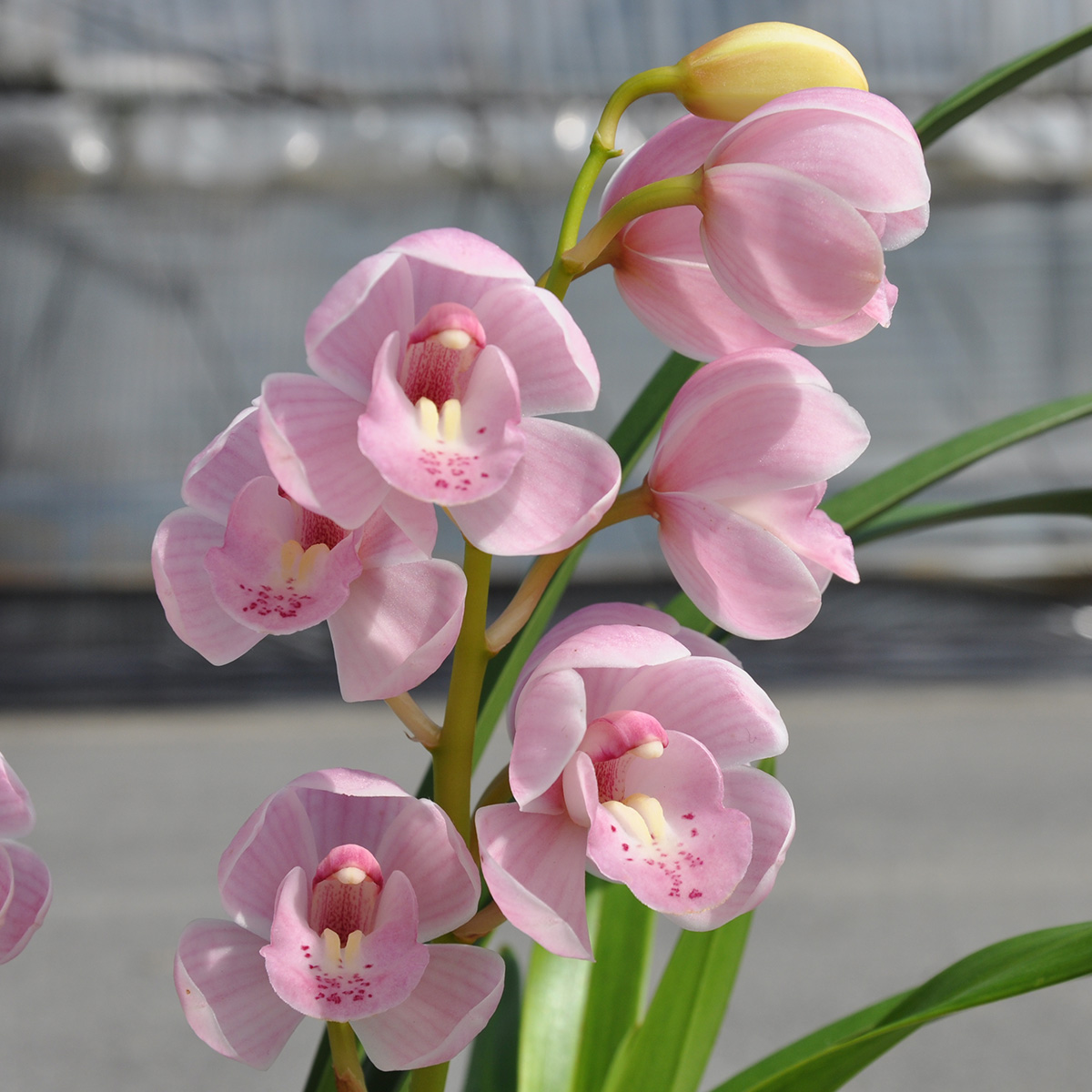 生花】石田蘭園テーブルシンビ 森の精 のぞみ(淡いピンク)S(30〜40cm