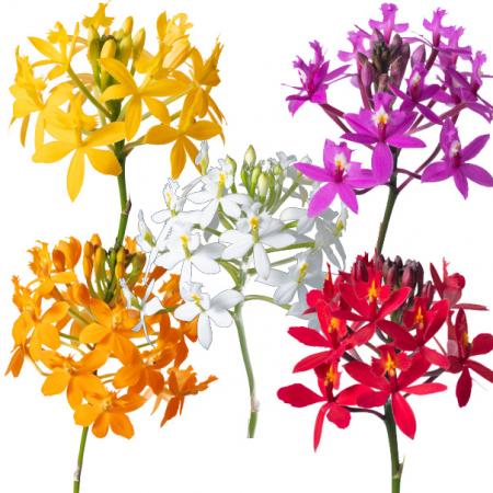直前】エピデンドラム(5色アソート)40-50cm 【生花】 - 花材通販はなど