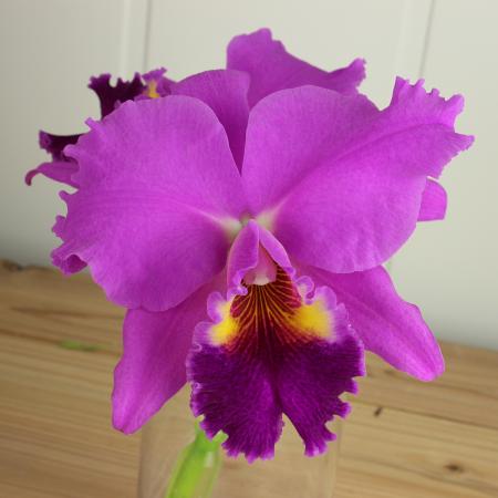 生花】カトレア エミリーシュープ2輪付〔濃ピンク〕 - 花材通販はなど