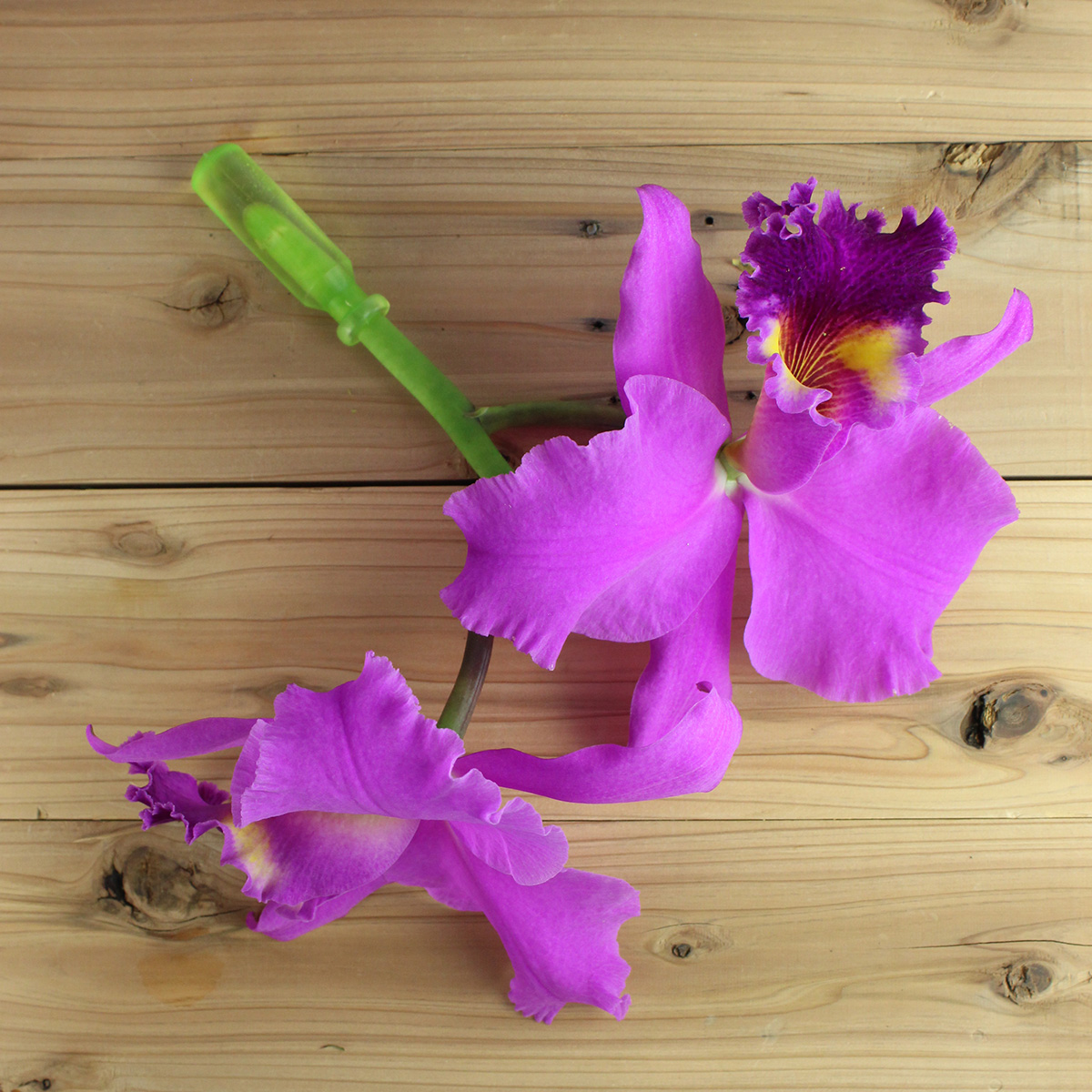 生花】カトレア エミリーシュープ2輪付〔濃ピンク〕 - 花材通販はなど