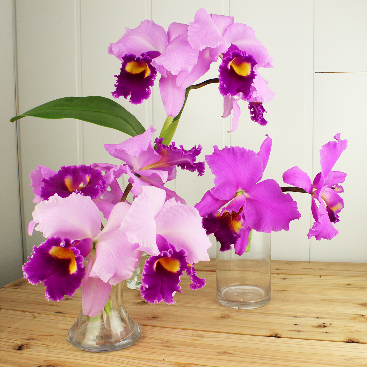 生花】カトレア エミリーシュープ2輪付〔濃ピンク〕 - 花材通販はなど