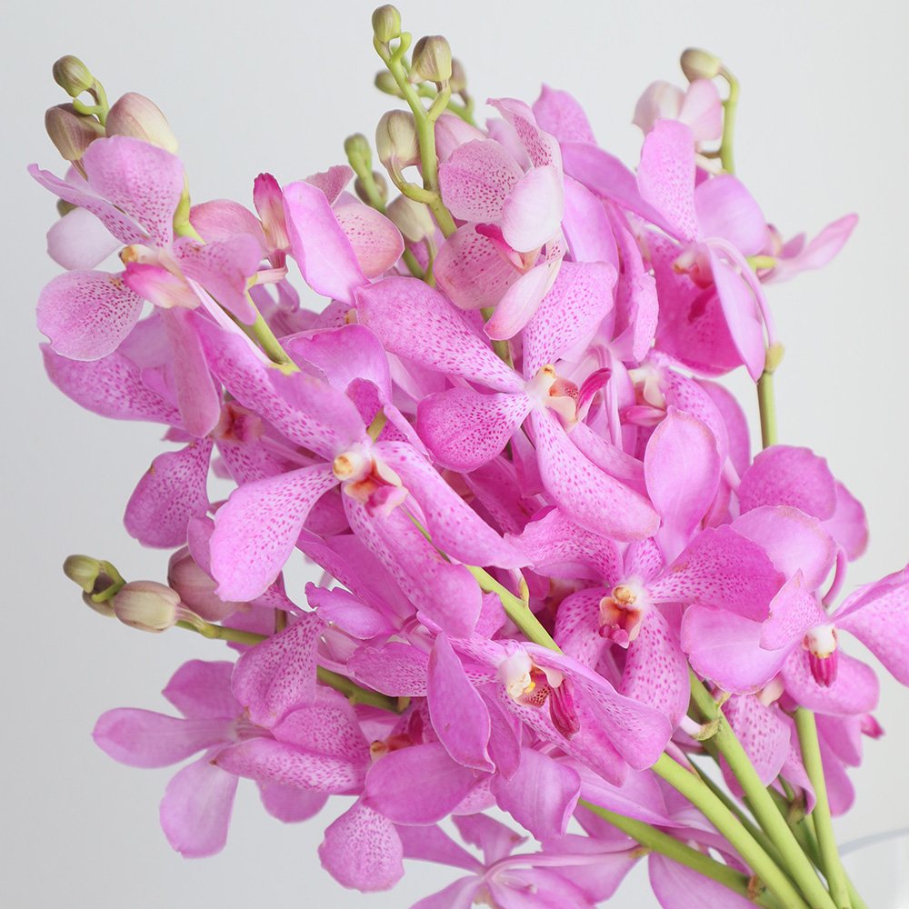 生花】モカラ D.ピンク(淡めピンク) - 花材通販はなどんやアソシエ