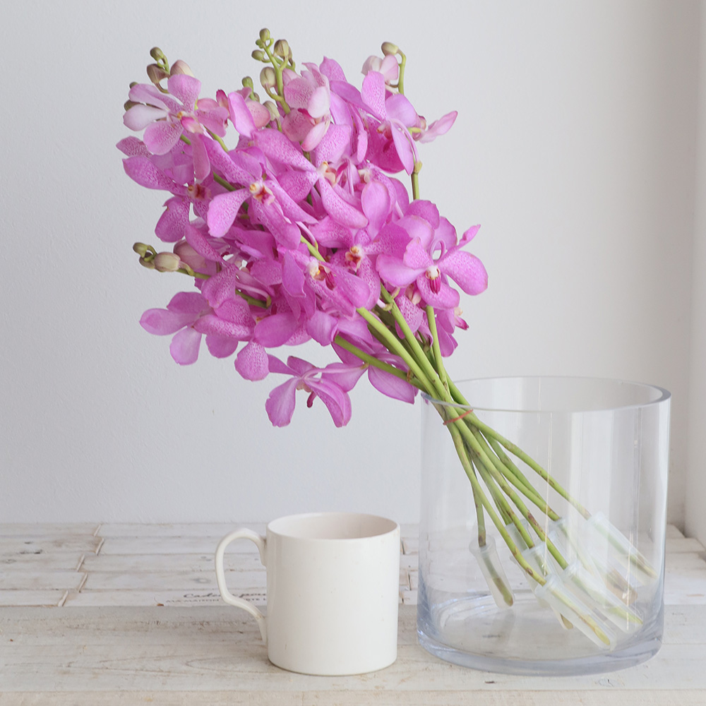 生花】モカラ D.ピンク(淡めピンク) - 花材通販はなどんやアソシエ