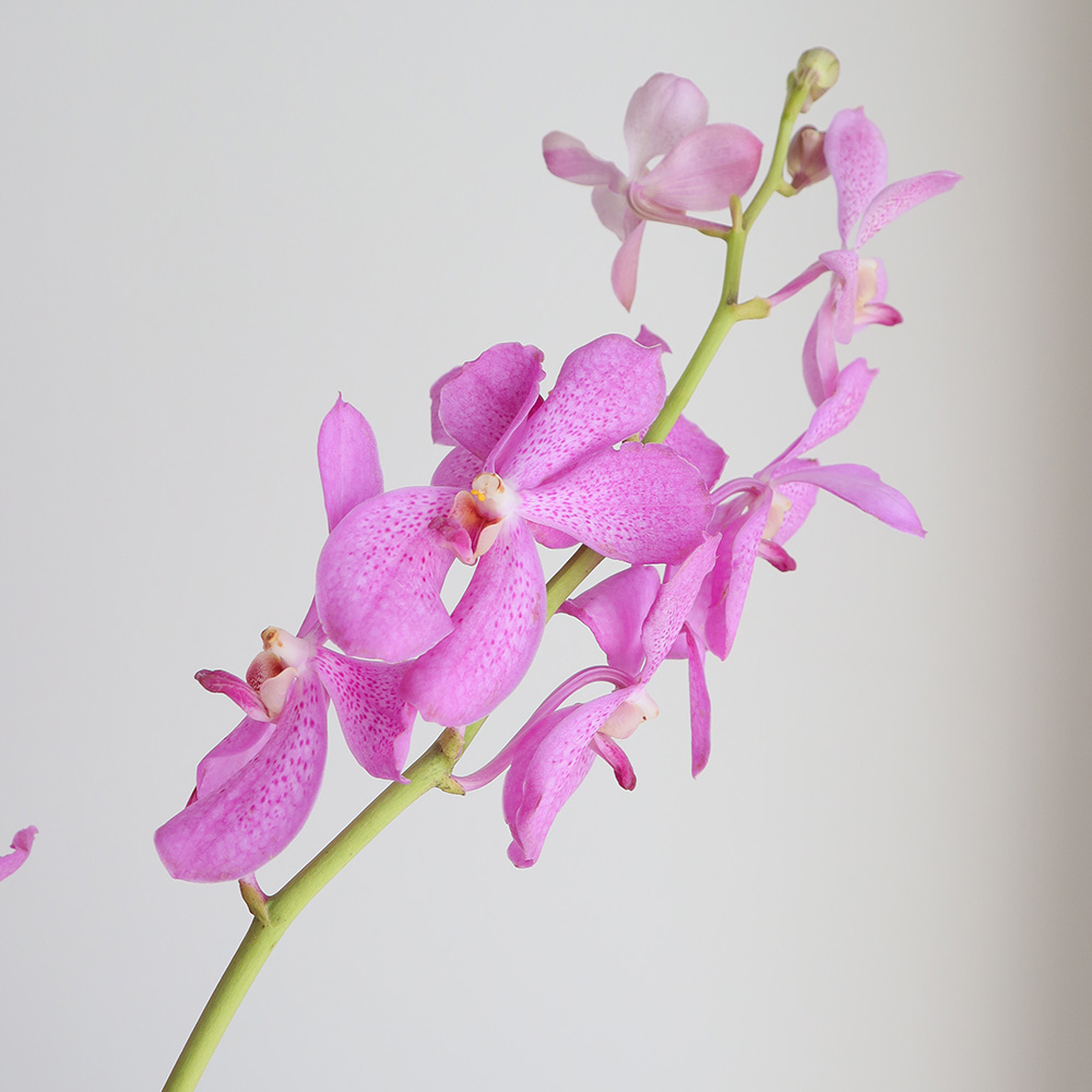 生花】モカラ D.ピンク(淡めピンク) - 花材通販はなどんやアソシエ