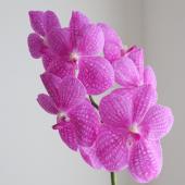 直前!!!】バンダ (赤〜ローズピンク・国産 河澄洋蘭園)【生花】 - 花材