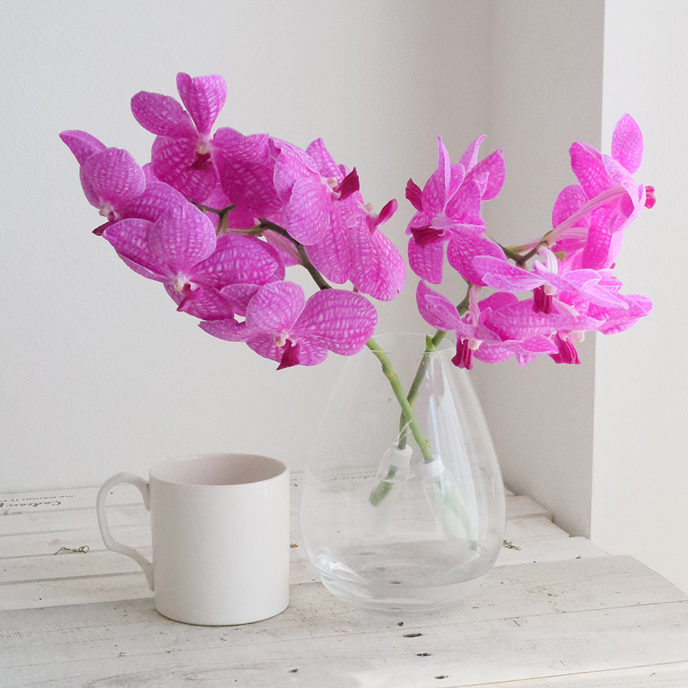 直前!!!】バンダ (赤〜ローズピンク・国産 河澄洋蘭園)【生花】 - 花材