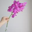 【特注・産地指定】【生花】バンダ (赤～ローズピンク・国産　河澄洋蘭園)※入荷少 【早締切-74】