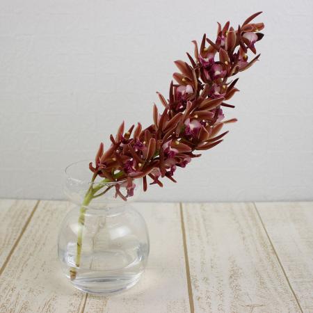 【生花】石田蘭園　和蘭　葵 S(30〜40cm) 早締切-71