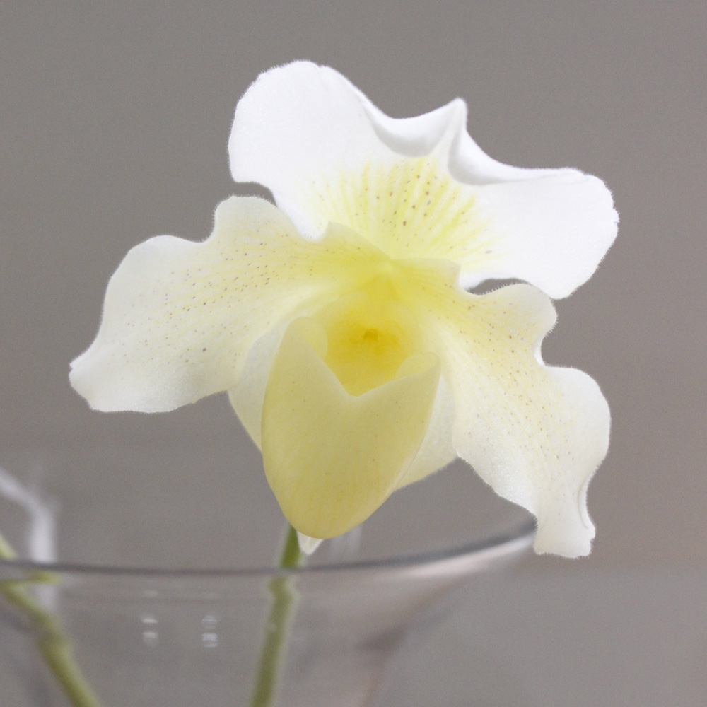 生花】佐藤蘭園のパフィオ(クリーム)【OT】-早締切 - 花材通販はなどん