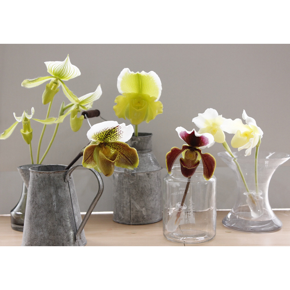 生花】佐藤蘭園のパフィオ(クリーム)【OT】-早締切 - 花材通販はなどん