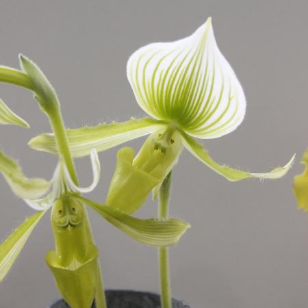 生花】佐藤蘭園のパフィオ(グリーン・スジ入り)【OT】-早締切 - 花材