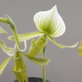 パフィオ 生花】佐藤蘭園のパフィオ(グリーン・スジ入り)【OT】-早締切 - 花材