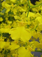 生花】オンシジューム イエローエンジェル 70cm JAしみず 【IT