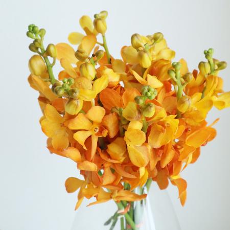 直前】モカラ ブリティッシュオレンジ【OR-5】 - 花材通販はなどんや