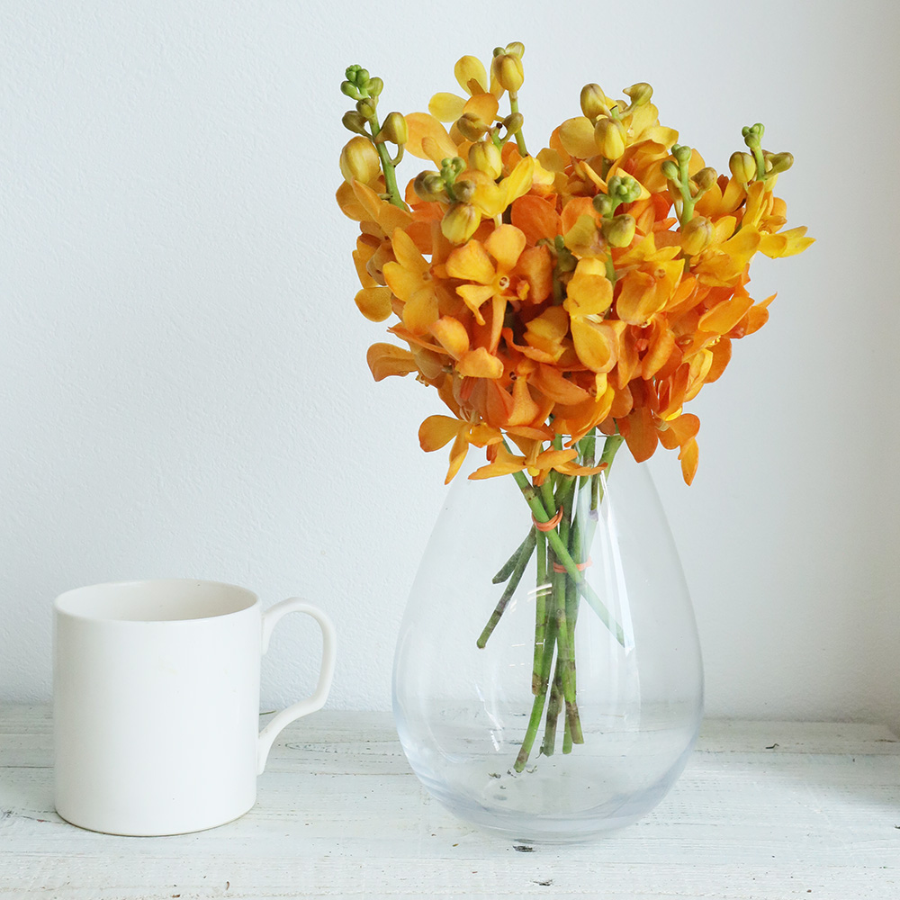 直前】モカラ ブリティッシュオレンジ【OR-5】 - 花材通販はなどんや