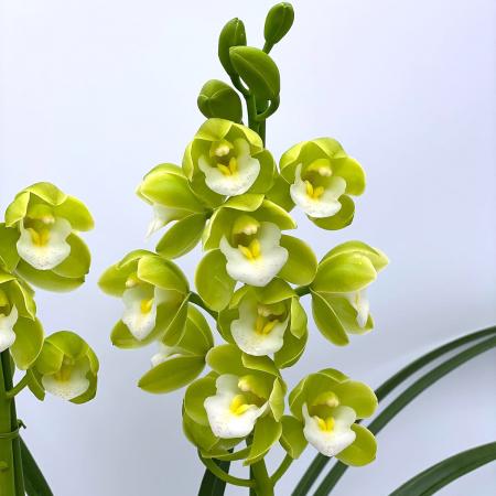 生花】石田蘭園テーブルシンビ 一休(グリーン)S(30〜40cm) 早締切-71