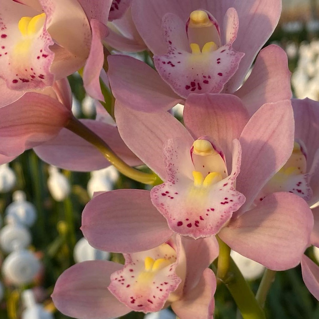 生花】石田蘭園テーブルシンビ サクラサク(ピンク)S(30〜40cm) 早締切