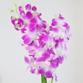 【生花】デンファレ　アンニナ（ピンク）【OT】