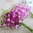 【生花】デンファレ　アンニナ(ピンク)【OT】