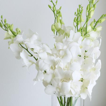 【生花】デンファレ　マリーホワイト(純白系)