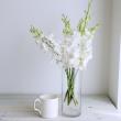【生花】デンファレ　マリーホワイト(純白系)