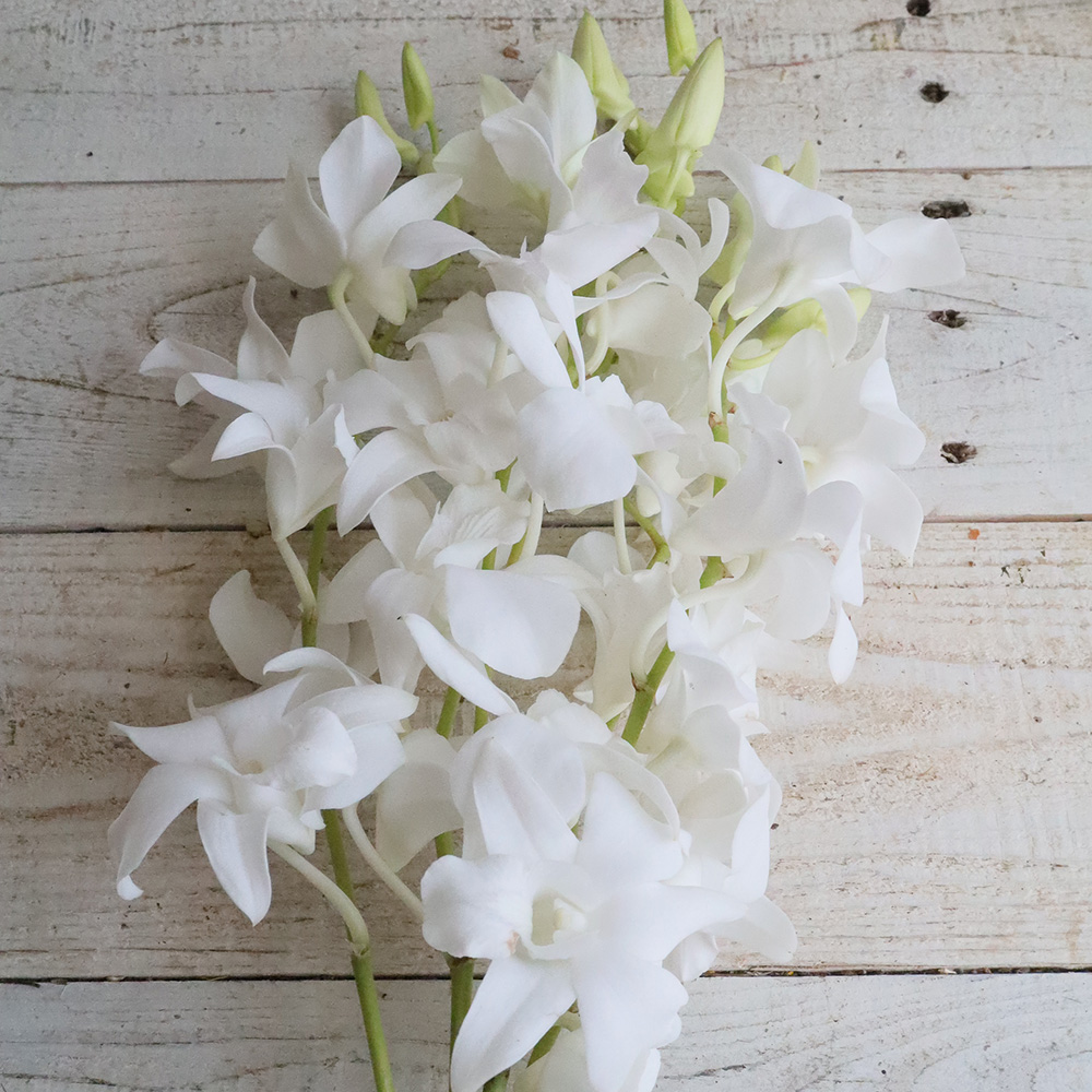 生花】デンファレ サクラホワイト(純白系) - 花材通販はなどんやアソシエ