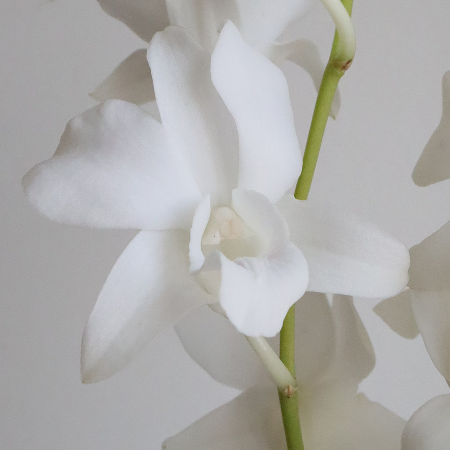 花てん様 花てん様 カード検索 ｜ Z/X - Zillions of enemy X - ゼクス公式サイト